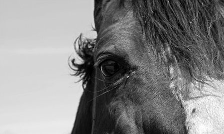 Close-Up of Horse Eye